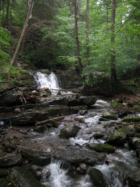 a river flowing through a lush green forest filled with trees