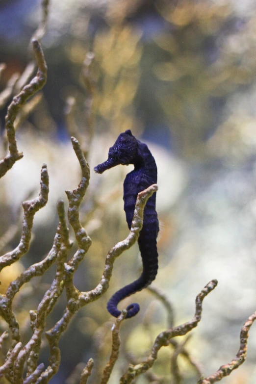 small seahorse in tree, looking in opposite directions