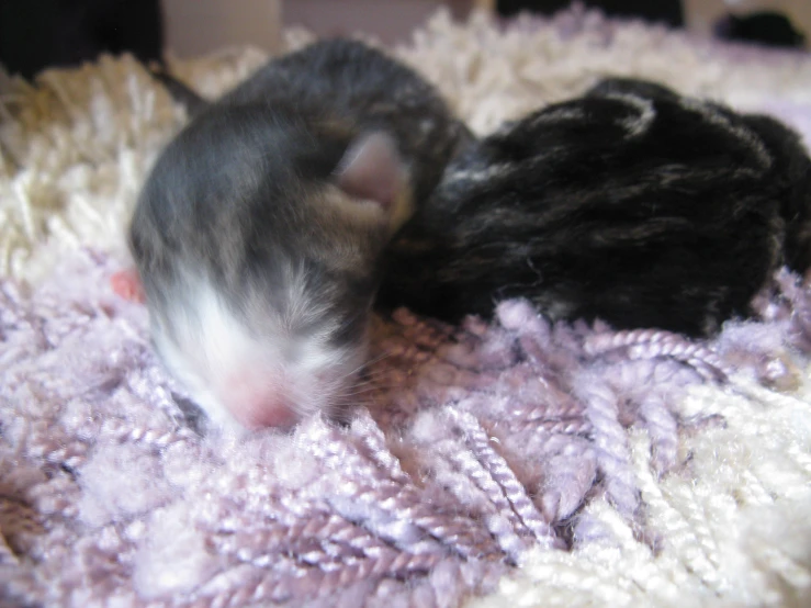 two small gray hamsters are asleep on pink material