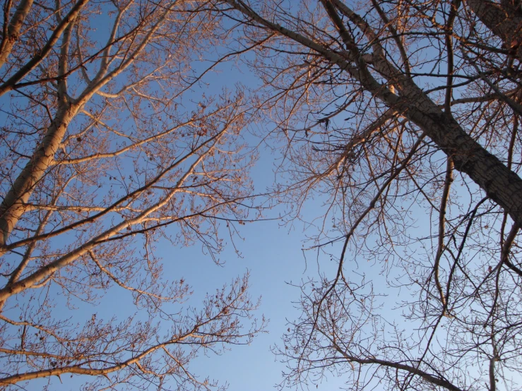 a close up of some bare trees with no leaves