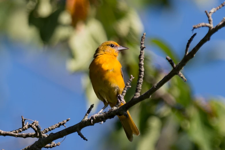 there is a small yellow bird sitting on a nch