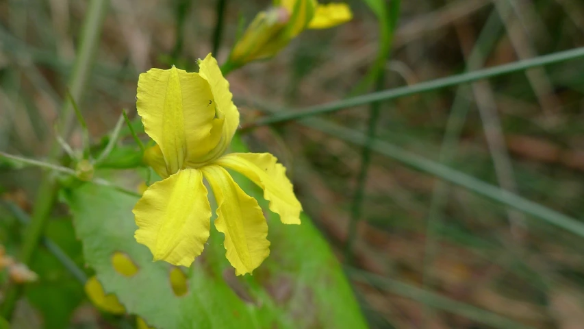 a close up of a flower with green leaves