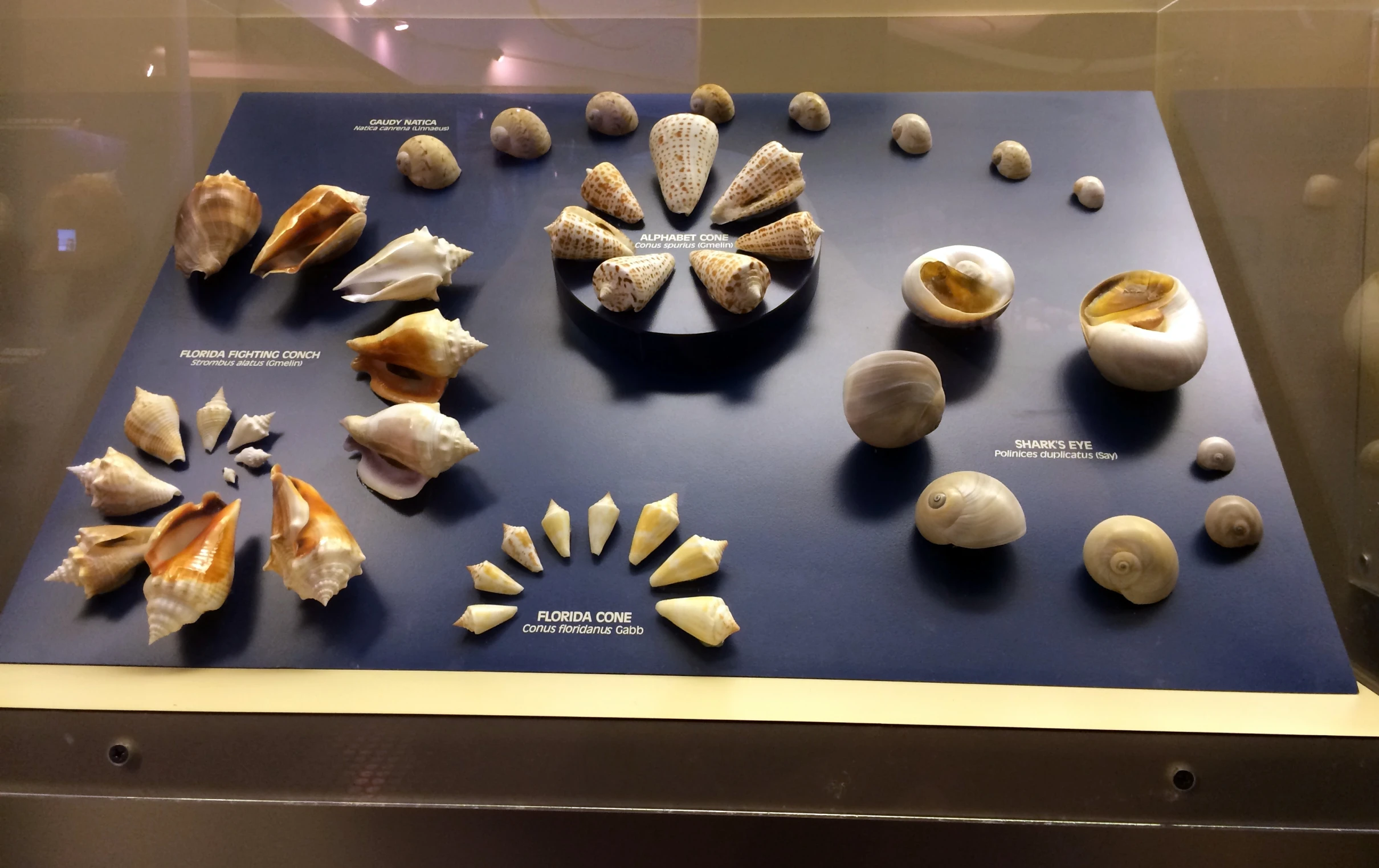 several sea shells sitting on a glass surface