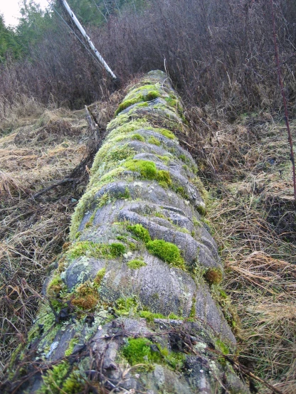 moss growing on the side of a broken down log in a forest