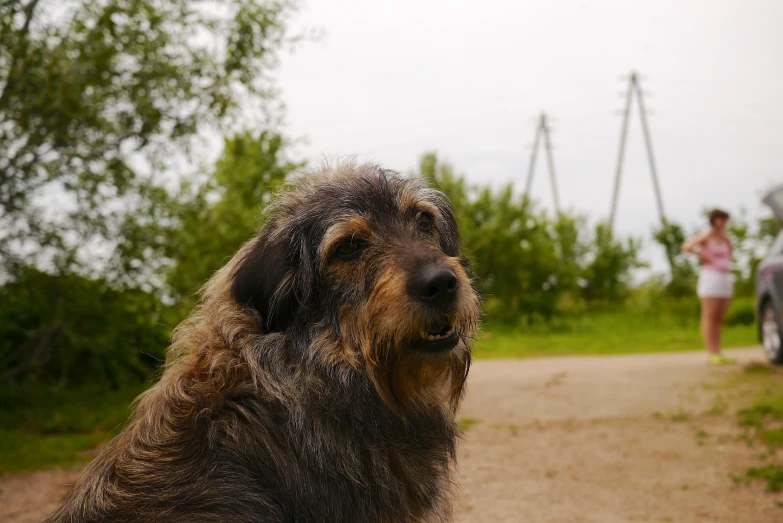 an animal with a lot of hair on its face next to a road