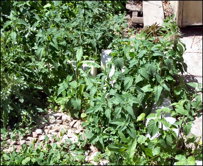 the view of some very pretty green vegetables