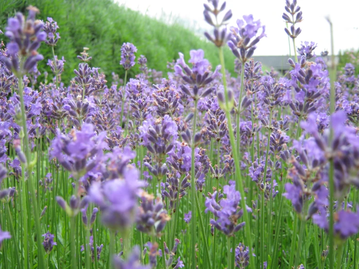 lavender flowers and tall green grass on a clear day