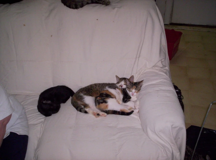 two cats sleeping on a white chair and one cat is laying down