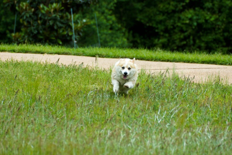 a white dog running in the grass near a sidewalk