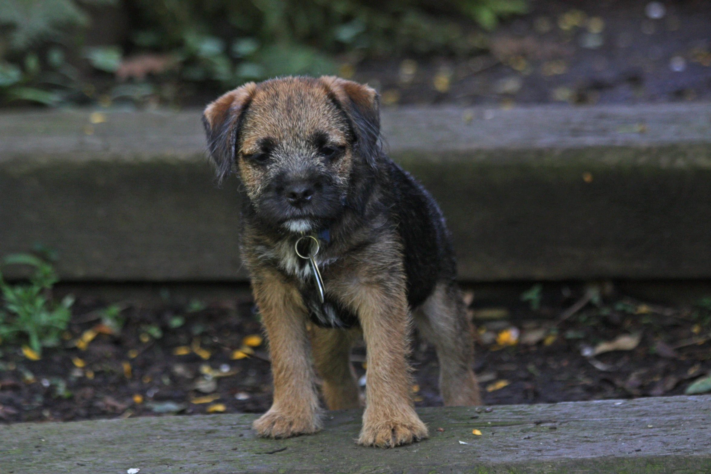 a small, black and brown dog standing in a yard