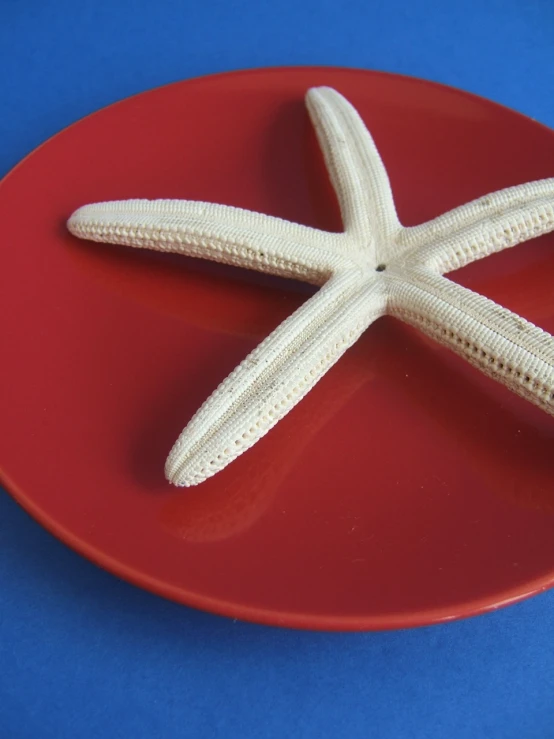 an orange plate with a white starfish on it