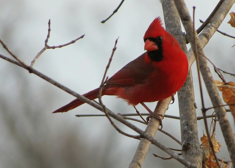 a red bird sits on the limb of a tree