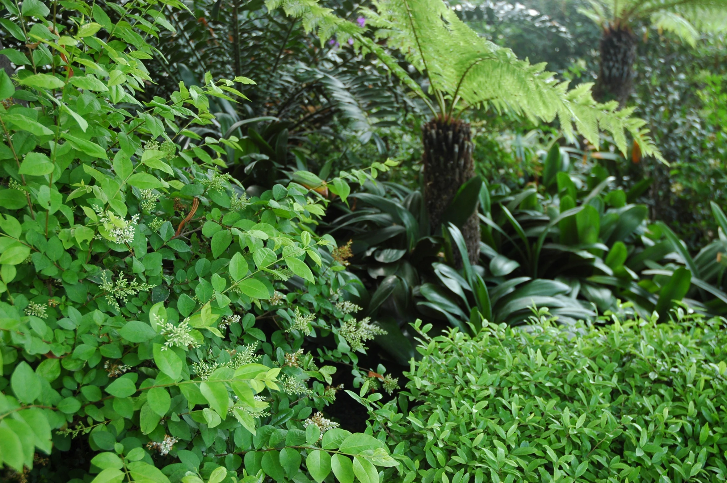 a green area with lots of plants and bushes