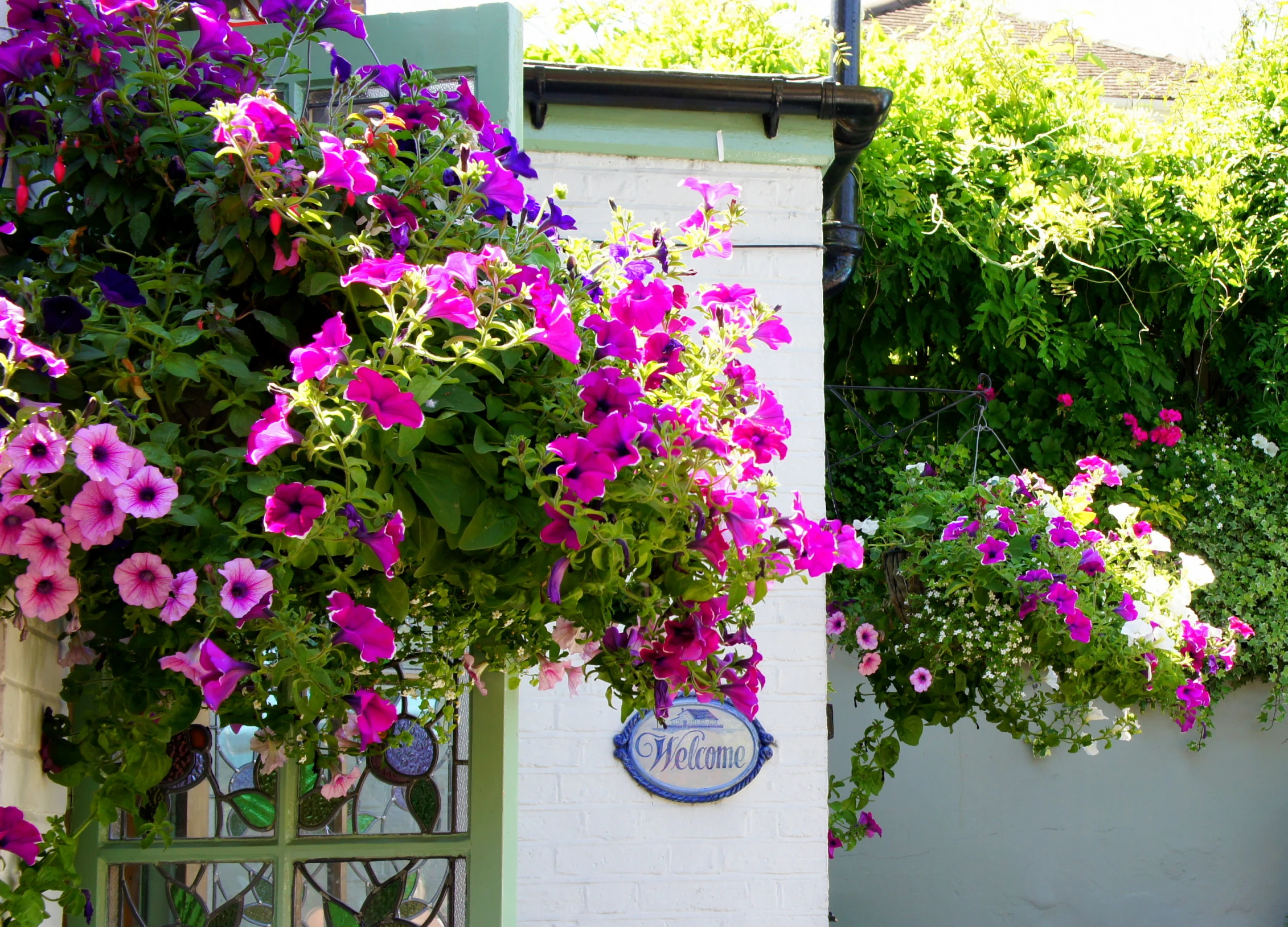 beautiful flowers hang from an outdoor window in front of a white wall