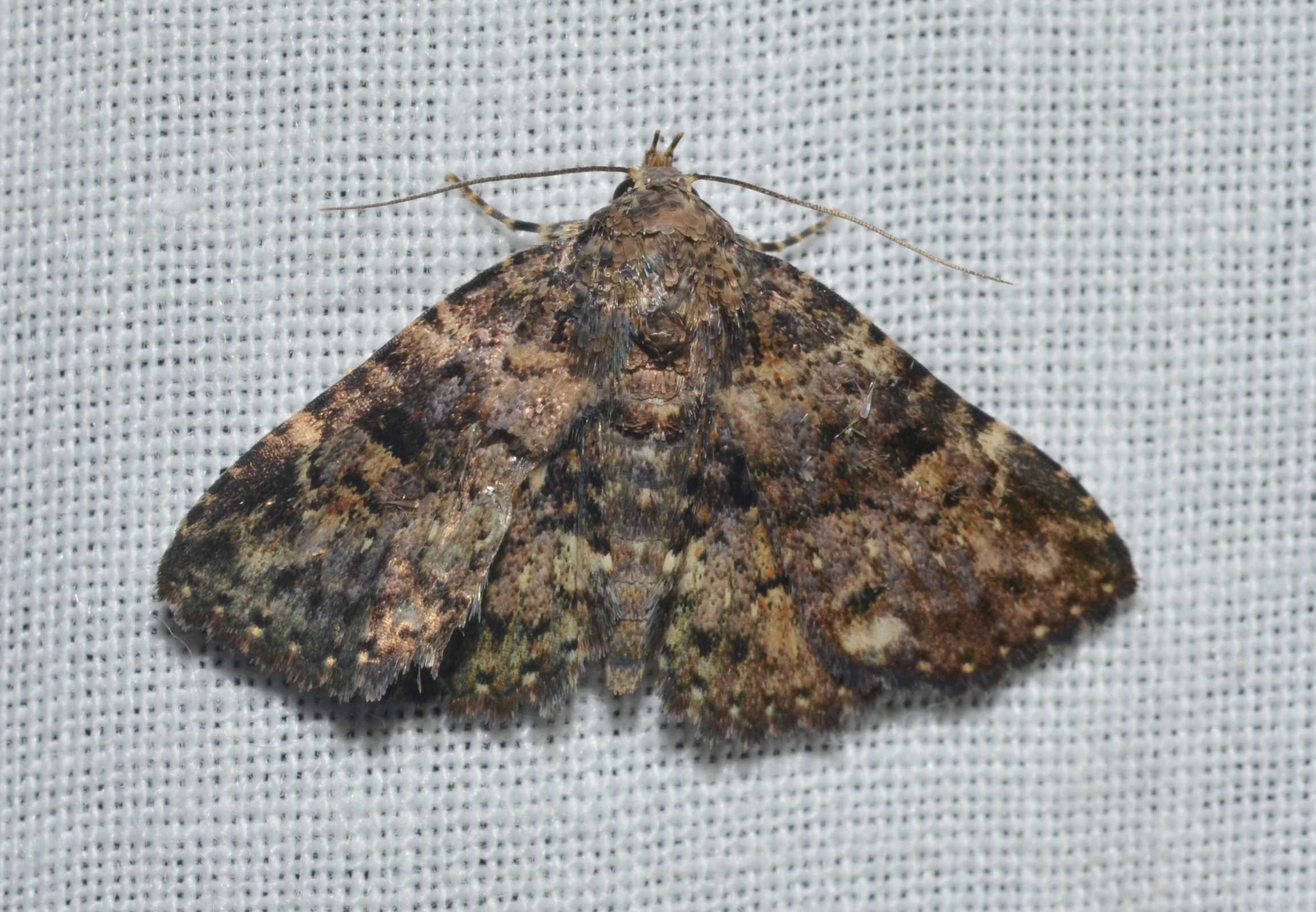 a brown and black moths sits on a white tablecloth