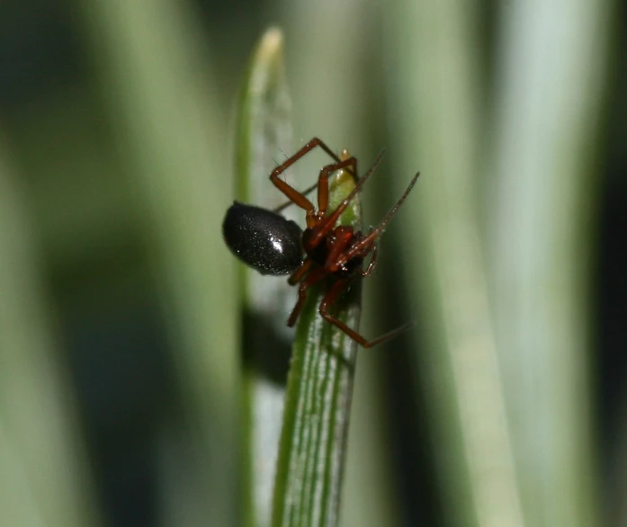 a large red bug on top of a green stalk