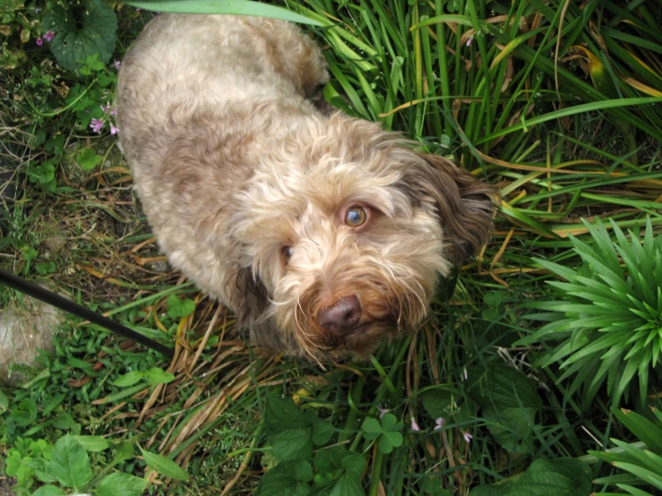 a small dog standing in the grass next to bushes