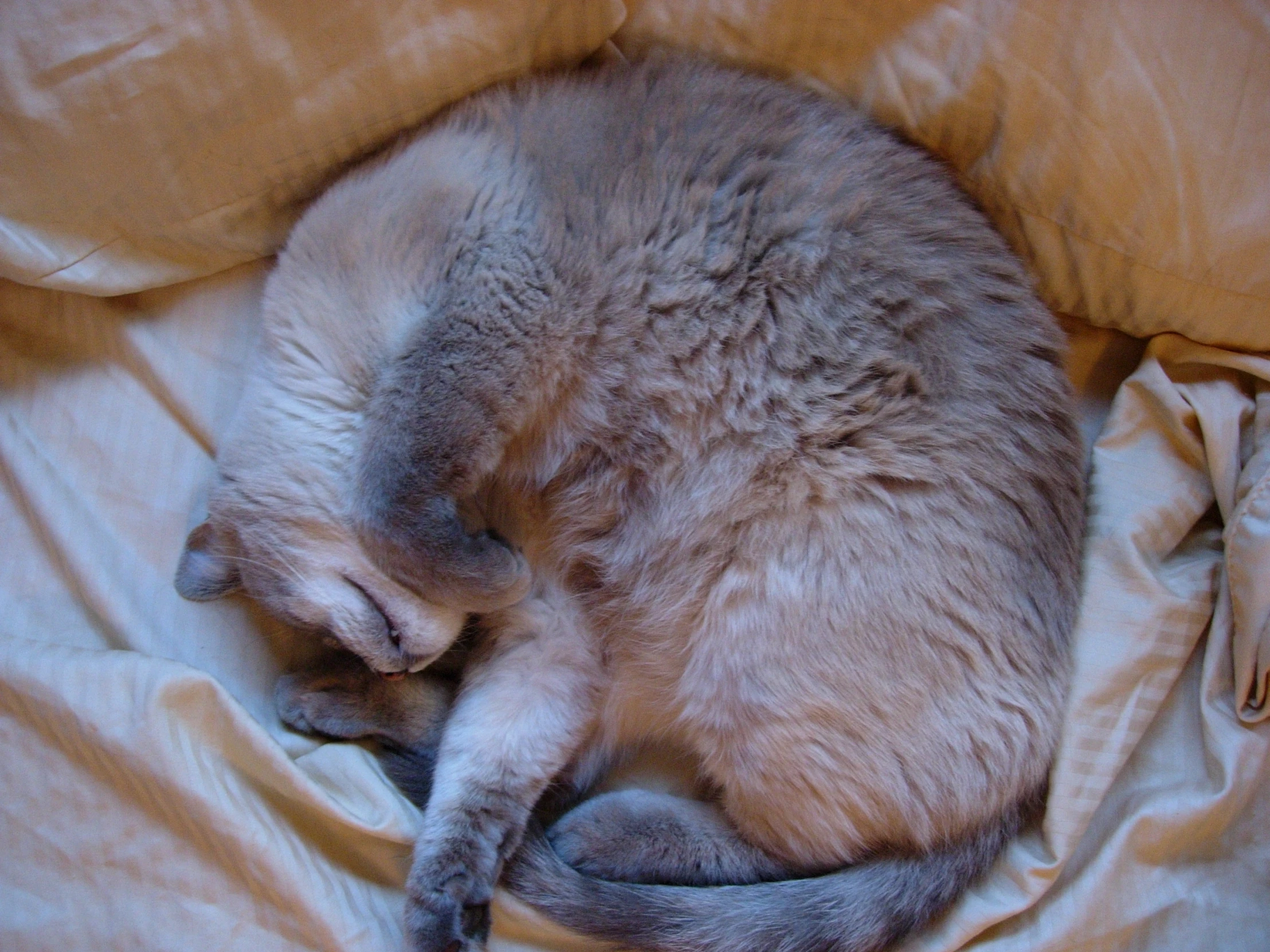 a grey and white cat laying in bed with a tan sheet