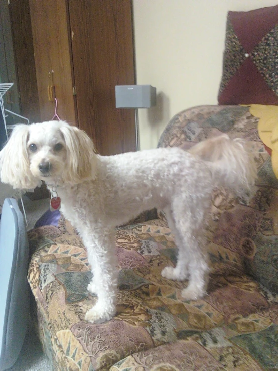 a small white dog standing on a couch