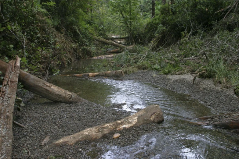 logs are laying in the water near a log