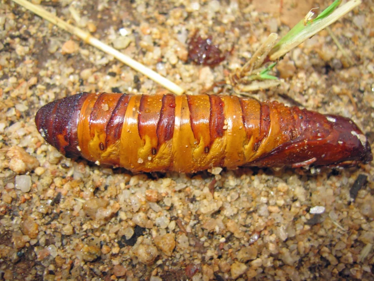 a brown caterpillar is laying on the ground