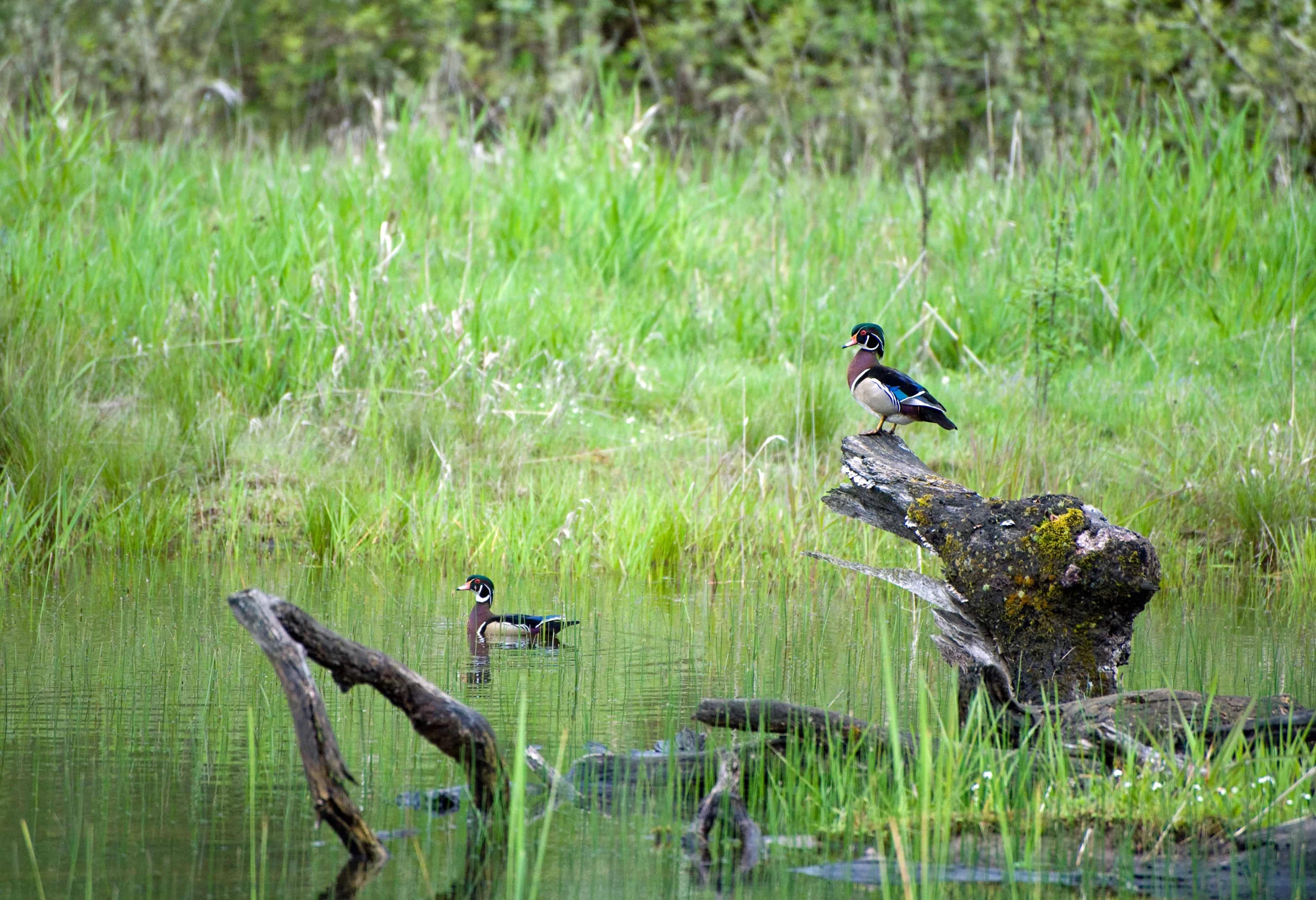 two birds sitting on a log in the water