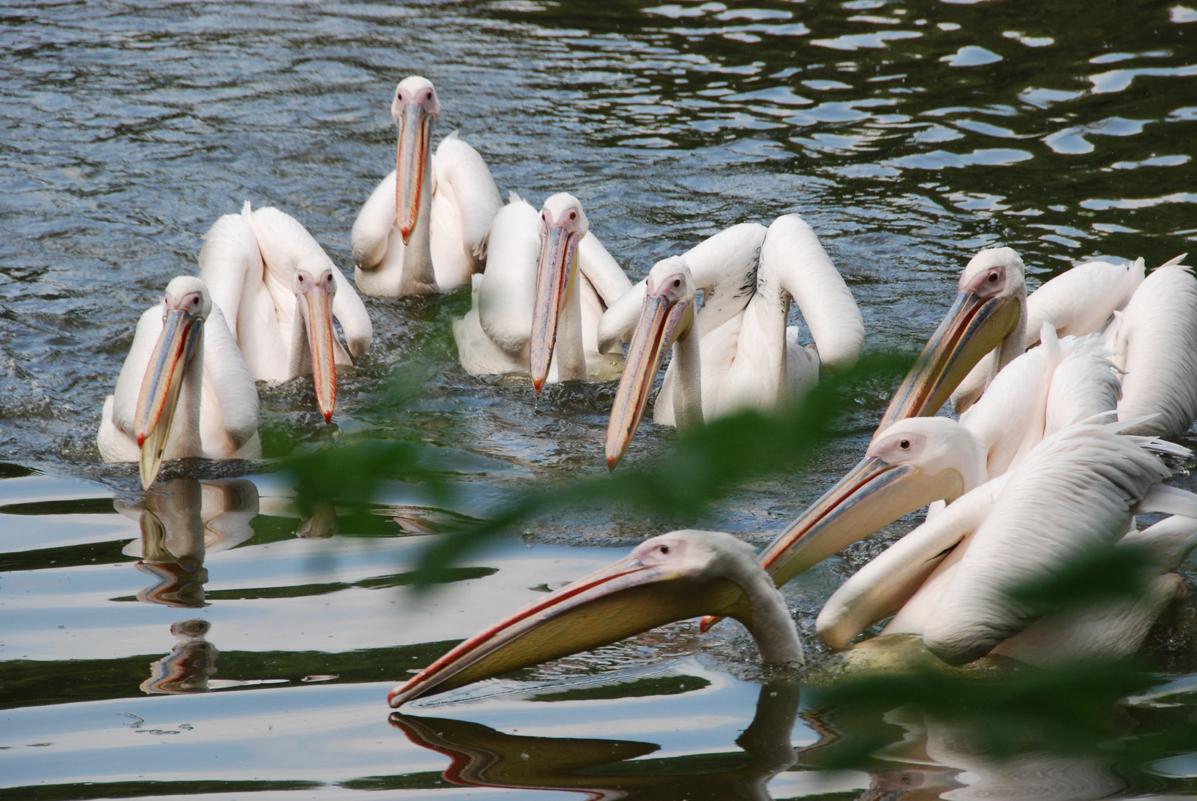 the pelicans are all standing around in the water