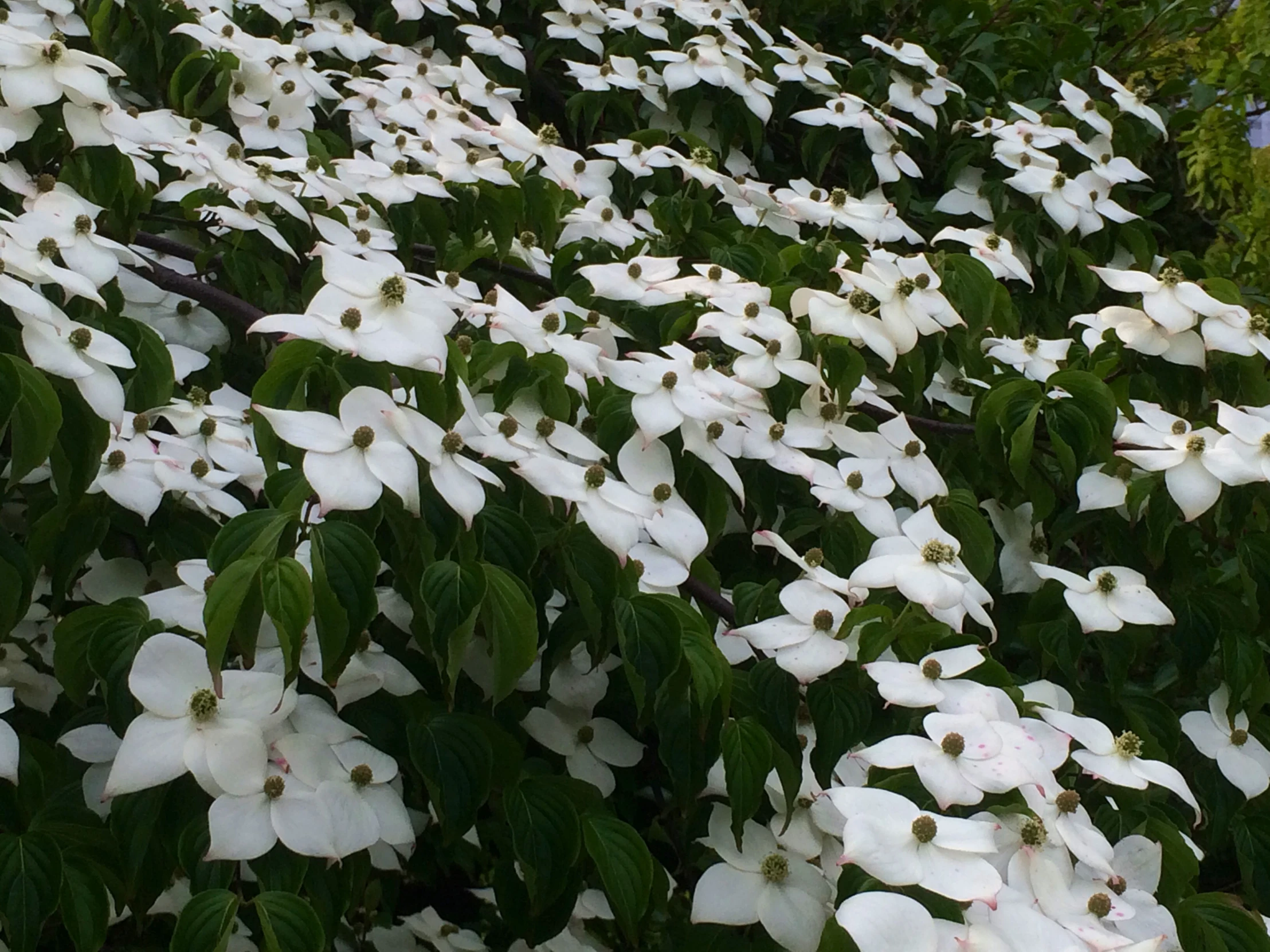 some white flowers are blooming very close together