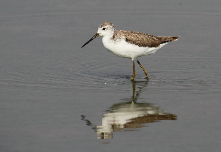 a large bird that is in the water