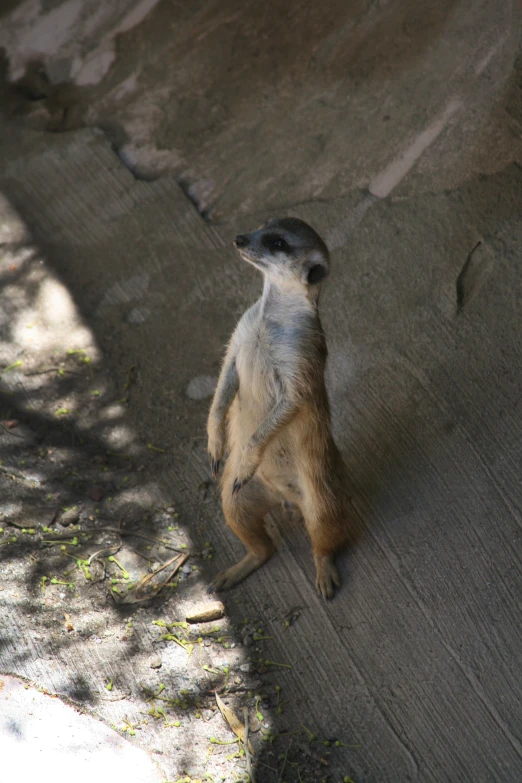 a meerkat hanging on a fence looking up