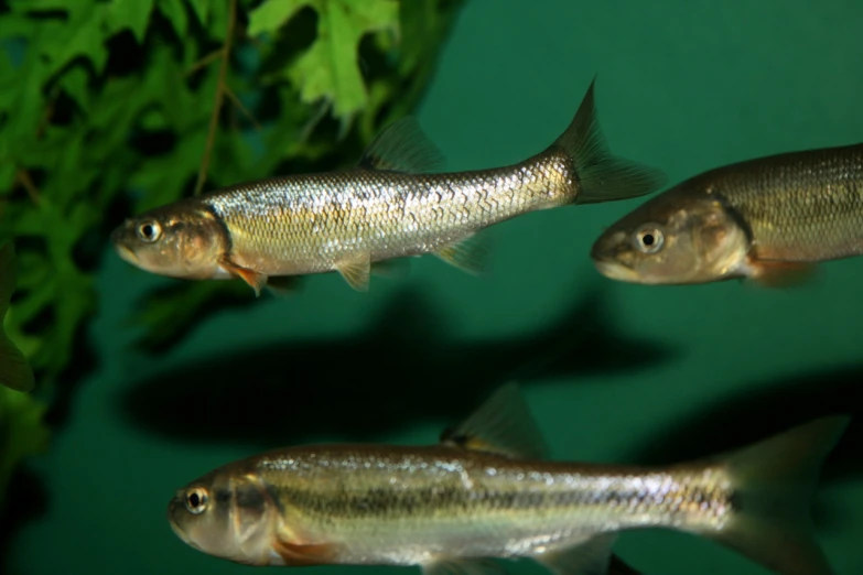 three fish swimming in a fish tank