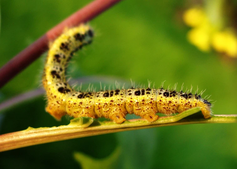 a close up view of the underside of a caterpillar