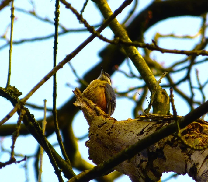 the bird is perched up in the tree