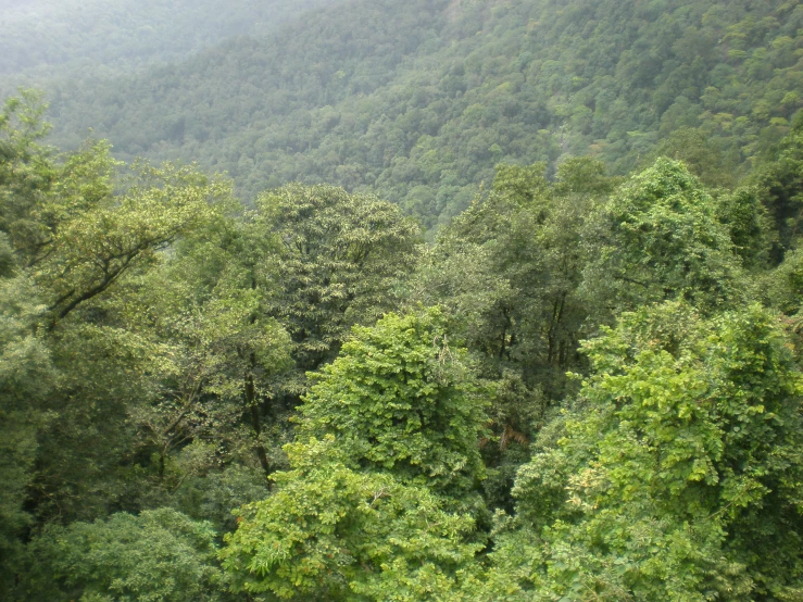 the green mountains look down on trees and grass