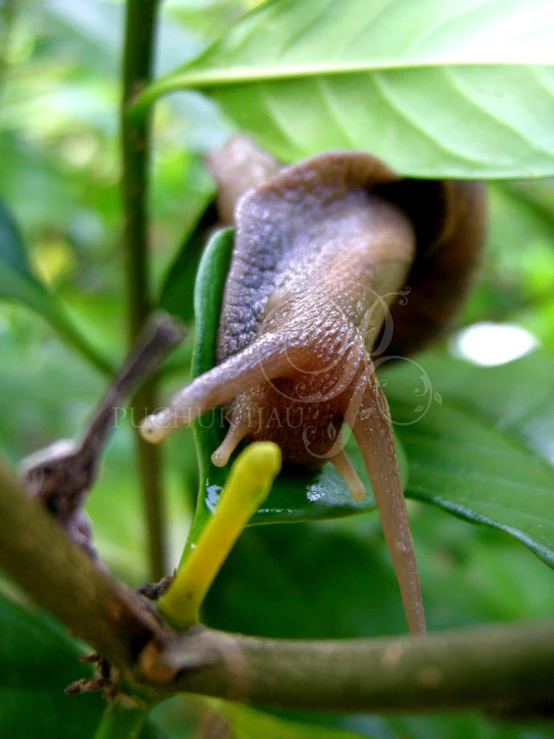 a little brown slug crawling on top of a leaf