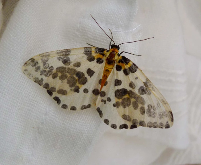 a erfly sitting on the top of a white cloth