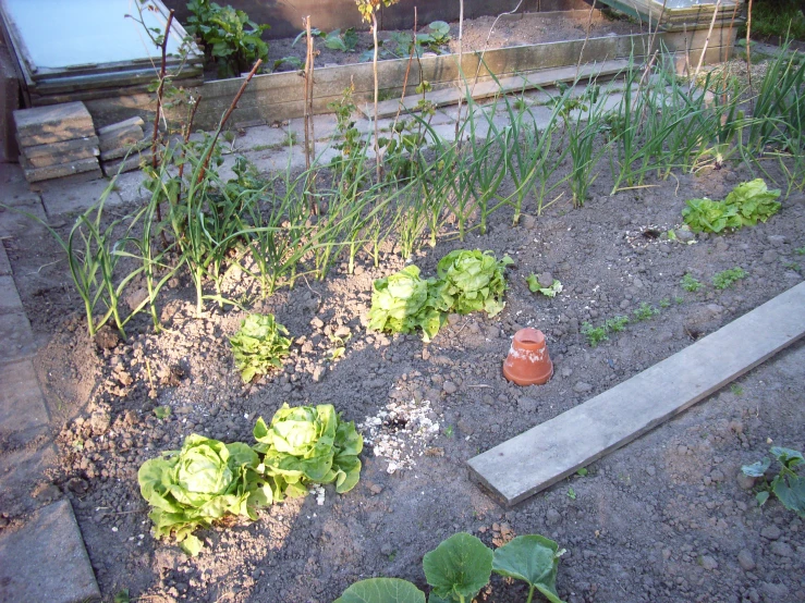 small garden with various plants growing in the center