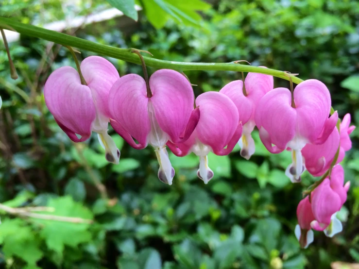 pink flowers are growing on a plant with leaves