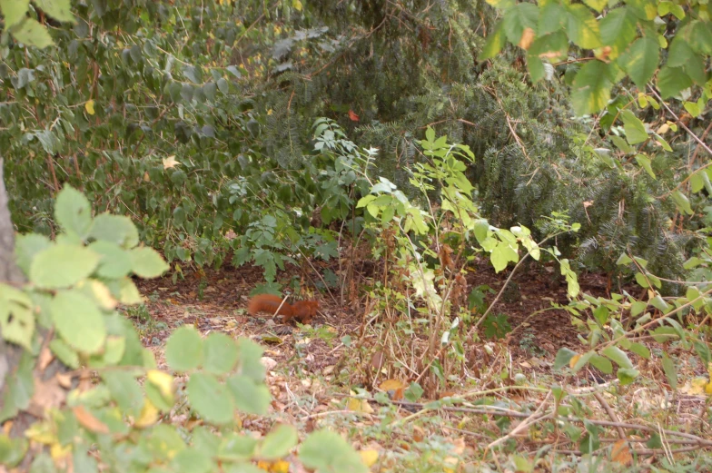 the weeds and green plants are growing in the woods