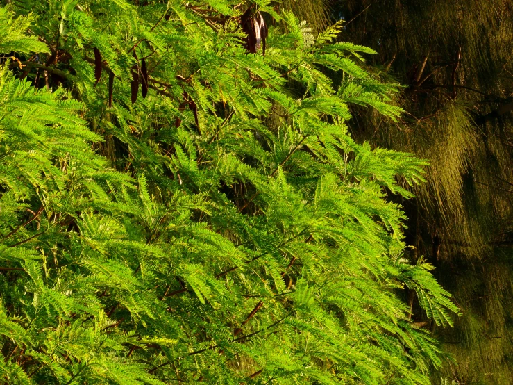 an image of trees with many leaves