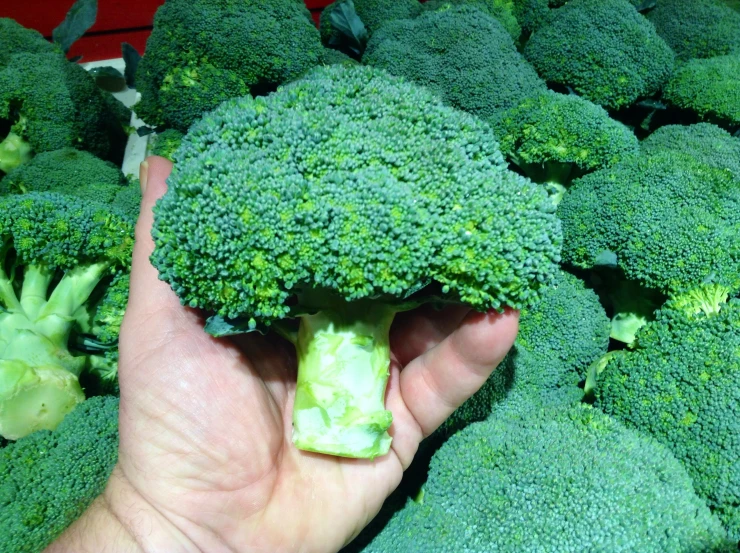 someone's hand is holding some broccoli and it is not