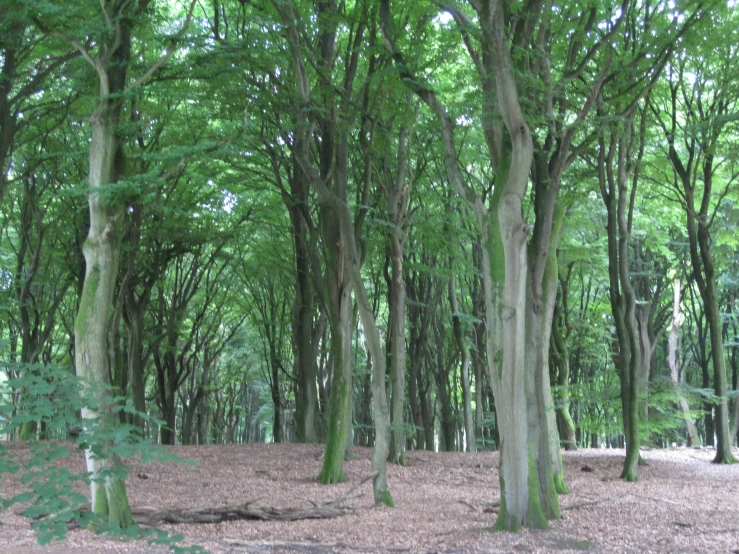 trees stand in the middle of a wooded area