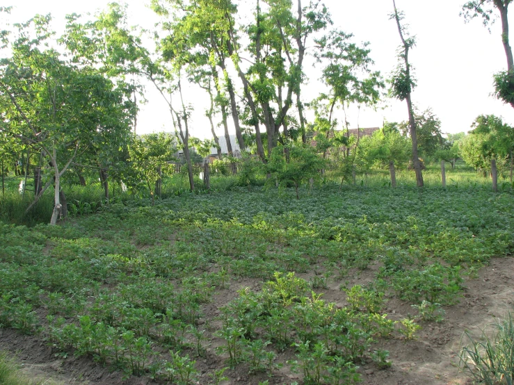 some bushes and trees on a patch of land