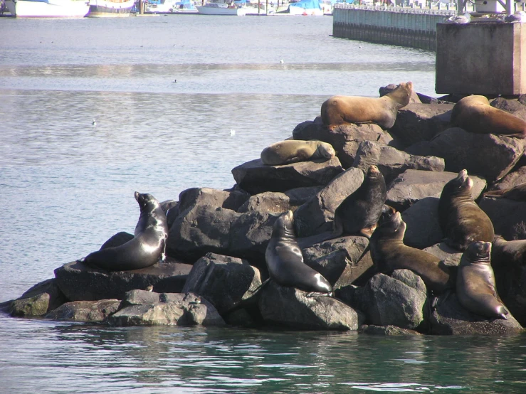 sea lions are all around the rocks in the water