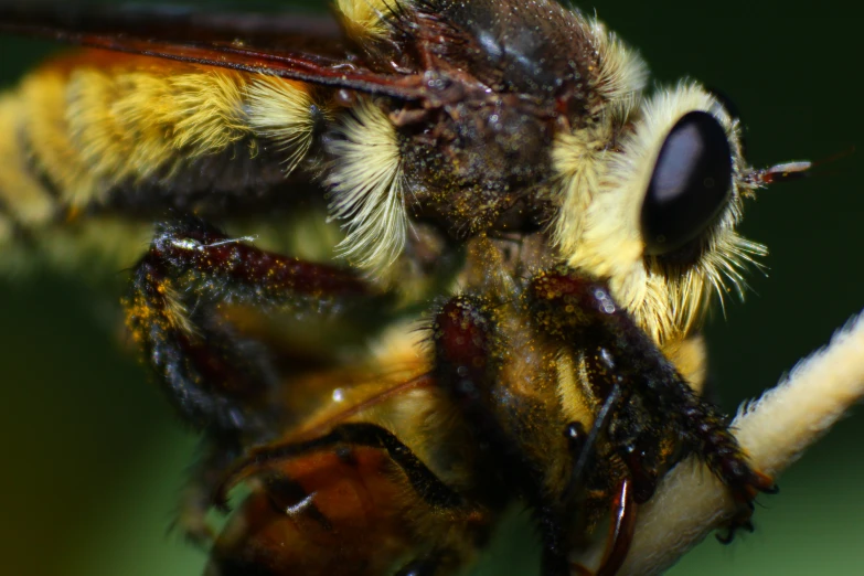 this is a close up of the head of a bee