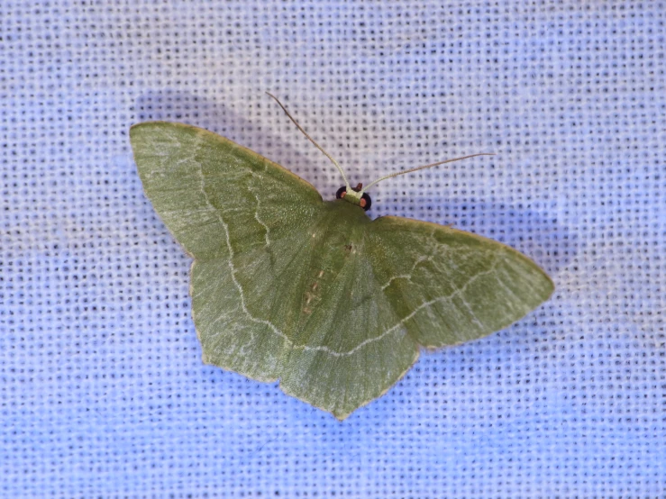 a green colored insect on a blue background