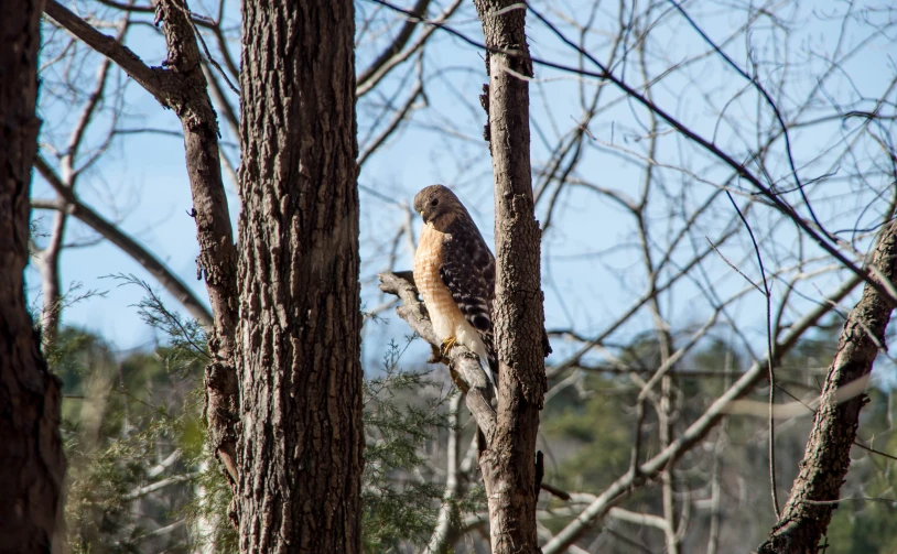 a falcon perches on a nch in a tree