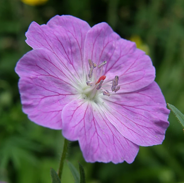 a pink flower growing outside in a field