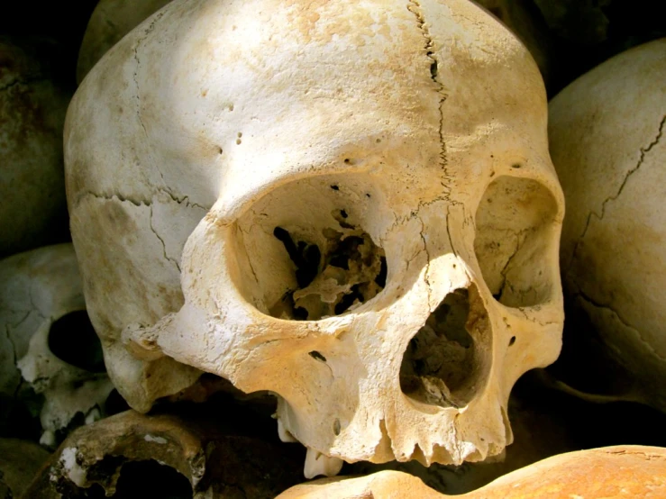 the human skull is very large and old
