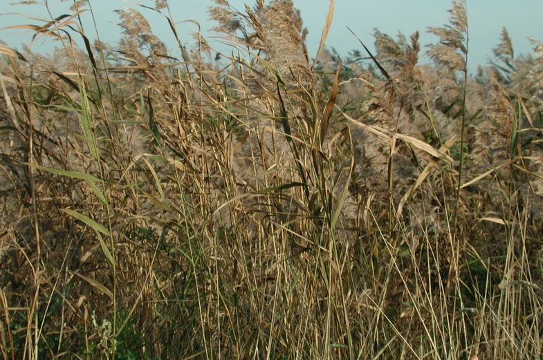 the tall grass has long brown stems